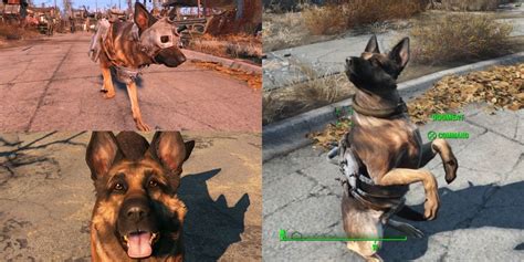 find dog fallout 4